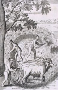 Måden at træde deres ris ud af, fra An Historical Relation of the Island Ceylon, pub. 1681 stik af Robert Knox
