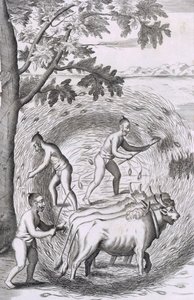 Måden at træde deres ris ud på, pub. 1681. af Robert Knox