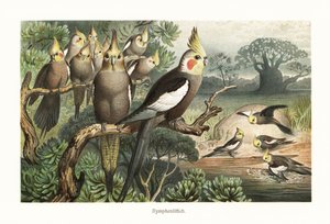 Flok cockatiels, Nymphicus hollandicus, ved et vandhul. 1882 (kromolitografi) af Robert Kretschmer