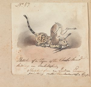En gepard dræber en antilope af Robert Mabon