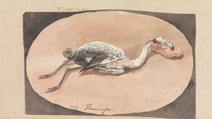 Flamingo af Robert Mabon