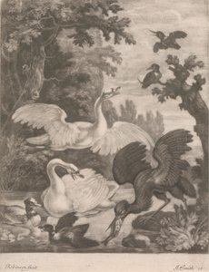 Vandfugle af Robert Robinson