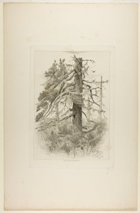 Gamle træer på Naushon Island af Robert Swain Gifford