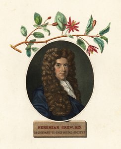 Portræt af Nehemiah Grew, læge og botaniker.1809 (gravering)
