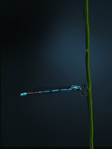 Damselfly, 2022 (digital) af Roberta Murray