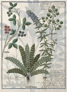 Bregner, Brambles og Blomster, Illustration fra Book of Simple Medicine af Mattheaus Platearius af Robinet Testard