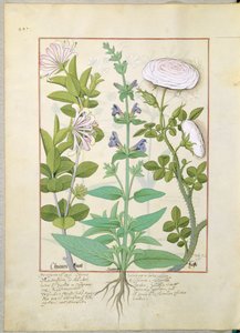 Honeysuckle, Sage and Rose, illustration fra The Book of Simple Medicines af Mattheaus Platearius 133v af Robinet Testard