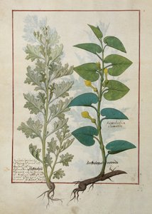 Illustration fra The Book of Simple Medicines af Mattheaus Platearius af Robinet Testard