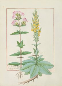 Illustration fra Book of Simple Medicines af Mattheaus Platearius af Robinet Testard