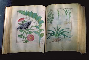 Fru Fr. Fv VI #1 To sider forestillende rose og hvidløg, fra The Book of Simple Medicines af Mattheus Platearius (d.c.1161) c.1470 af Robinet Testard