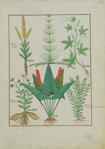 Fru Fr. Fv VI #1 fol.125r Øverste række: Majs, Equisetum og Labruscae flos. Nederste række: Daisy, Jarus og merian, illustration fra The Simple Book of Medicine, af Mattheaus Platearius (d.c.1161) c.1470 af Robinet Testard