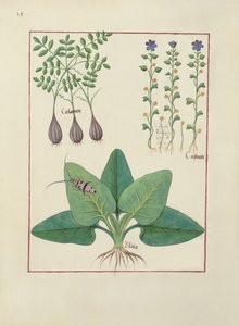 Fru Fr. Fv VI #1 fol. Illustration fra Book of Simple Medicines af Mattheaus Platearius (d.c.1161) c.1470 af Robinet Testard
