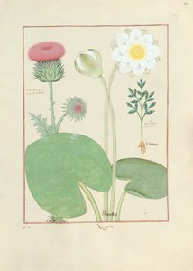 Plumed thistle, vandlilje og ricinus, illustration fra The Book of Simple Medicines, af Mattheaus Platearius af Robinet Testard