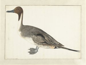 Drake Pintail af Rochus van Veen