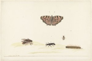 Studieark med forskellige insekter af Rochus van Veen