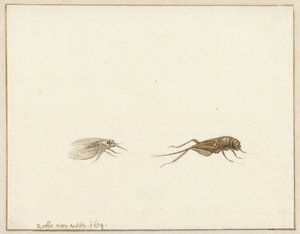 To insekter af Rochus van Veen