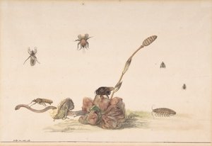 Forskellige insekter af en svamp, 1681. af Rochus van Veen