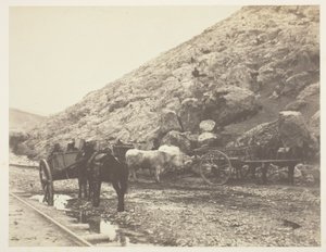 Kvæg og vogne forlader Balaklava af Roger Fenton
