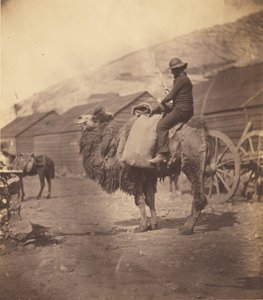 [Mand ridende på en kamel] af Roger Fenton