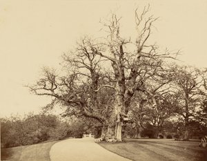 [Studie af et træ og en indkørsel] af Roger Fenton