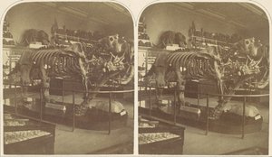 The Megatherium, British Museum, 1850