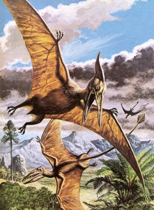 Pteranodon (øverst) og Rhamphorhynchus (nederst) af Roger Payne