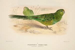 Ground Parrot, pub. 1916 håndfarvet gravering. af Roland Green