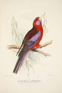 Northern Crimson Parrot, pub. 1916 håndfarvet gravering. af Roland Green
