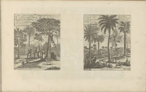 Landschappen sætter mangobomen, kokos- og palmbomen Frugter fra øen Java osv. / Trees of India (titel på objekt) Øst- og Vestindien og andre steder (serietitel) af Romeyn de Hooghe
