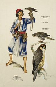 Yusef, Falconer til Sheik Mahmoud Hafiz (gouache på papir) af Ron Embleton