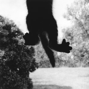 Klatre kat af Ron Evans