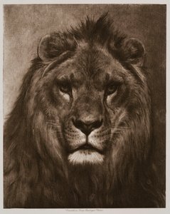 Løve af Rosa Bonheur
