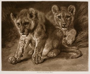 To løveunger af Rosa Bonheur