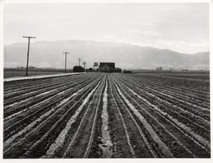 Young Lettuce, Salinas, Californien af Russell Lee