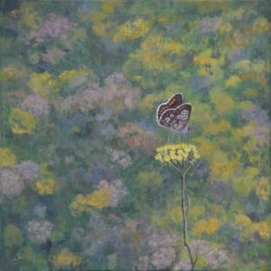 Brown Argus (efter foto af Sara Crow) af Ruth Addinall