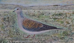 Turteldue af Ruth Addinall