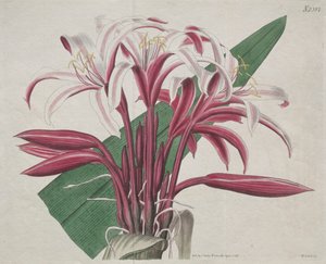 Det botaniske magasin eller blomsterhave vist: statelige Crinum af S. Curtis