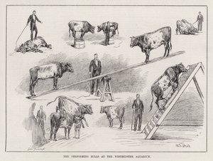 The Performing Bulls at the Westminster Aquarium (gravering) af S. T. Dadd