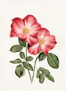 Botaniske lyserøde roser af Salome