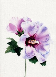 Lilla hibiscusblomster af Salome