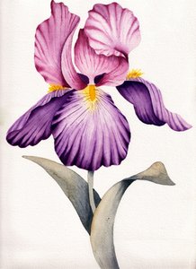 Levende lilla iris af Salome