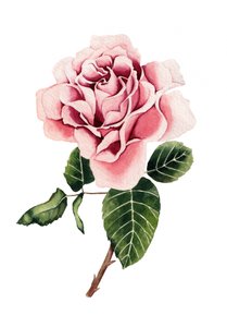 Akvarel: Lyserød rose af Salome