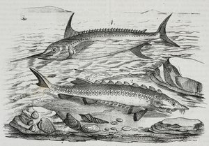 1 sværdfisk (Xiphias gladius), 2 stør (Acipenser sturio), litografi af Salvatore Puglia fra Poliorama Pittoresco, n 10, 16. oktober af Salvatore Puglia