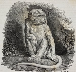 Albino-abe i Jardin des Plantes, Paris botaniske have, Frankrig, litografi af Salvatore Puglia fra Poliorama Pittoresco, n 23, 14. januar