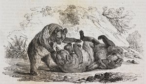 Bears of Asturias, Spanien, litografi af Salvatore Puglia fra Poliorama Pittoresco, n. 9, 7. oktober af Salvatore Puglia