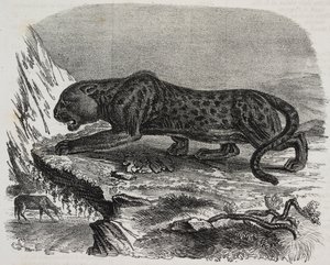 Black Panther i Jardin des Plantes, Paris botaniske have, Frankrig, litografi af Salvatore Puglia fra Poliorama Pittoresco, n 26, 4. februar