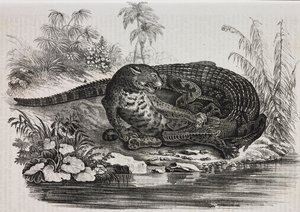 Caiman og jaguar, litografi af Salvatore Puglia fra Poliorama Pittoresco, n 16, 25. november af Salvatore Puglia