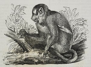 Natteabe douroucoulis (Aotus trivirgatus), litografi af Salvatore Puglia fra Poliorama Pittoresco, n 46, 25. juni af Salvatore Puglia
