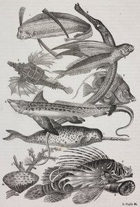 Havvæsner: 1 Dattiloftera, 2 Syngnathus, 3 Pegasus, 4 Trachypterus, 5 Chaetodon, 6 kaninfisk, 7 enhjørning (narhval), 8 flyvende pteroider, 9 Attinia af Salvatore Puglia