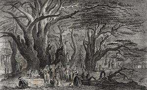 Gamle cedertræer fra Libanon i Tyrus, Libanon, litografi af Salvatore Puglia fra Poliorama Pittoresco, n 25, 28. januar af Salvatore Puglia